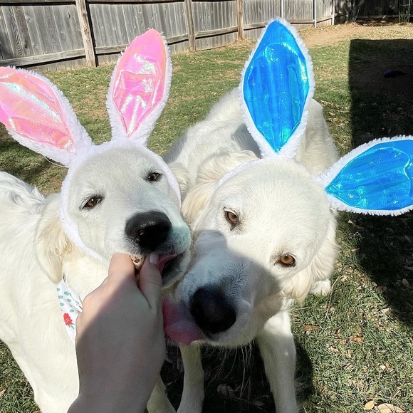 Meet your Posher, Emily - Picture 4 of 4